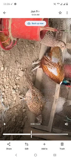 রিংনেক ফিজেন্ট রানিং