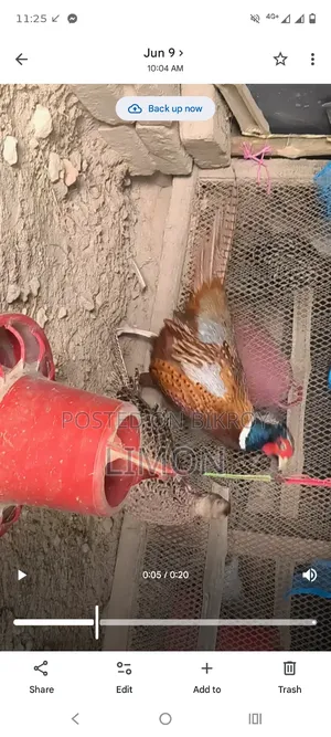 রিংনেক ফিজেন্ট রানিং