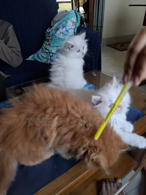 1-3 Months Female Purebred Persian
