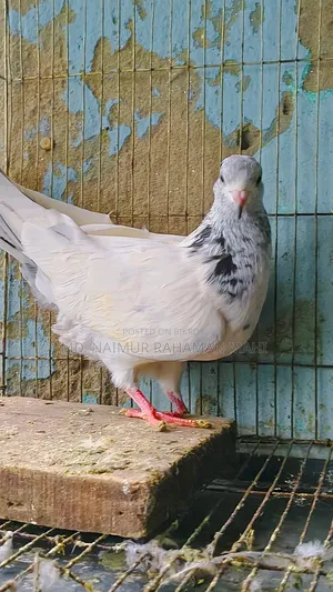 Golden Pigeon