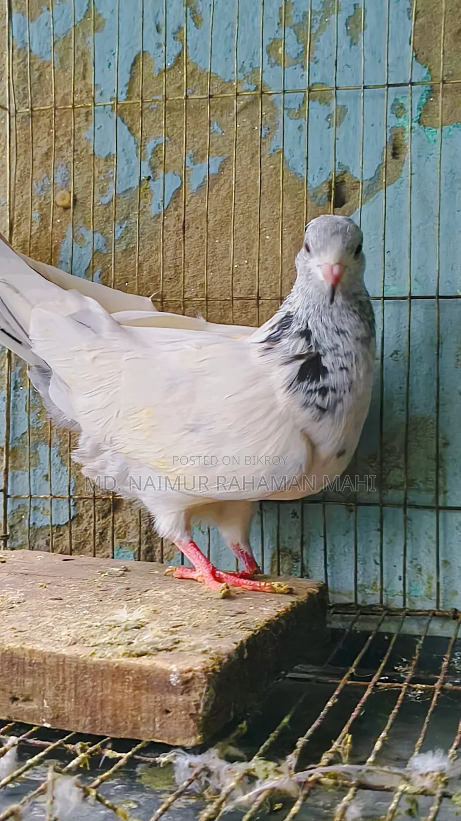 Golden Pigeon