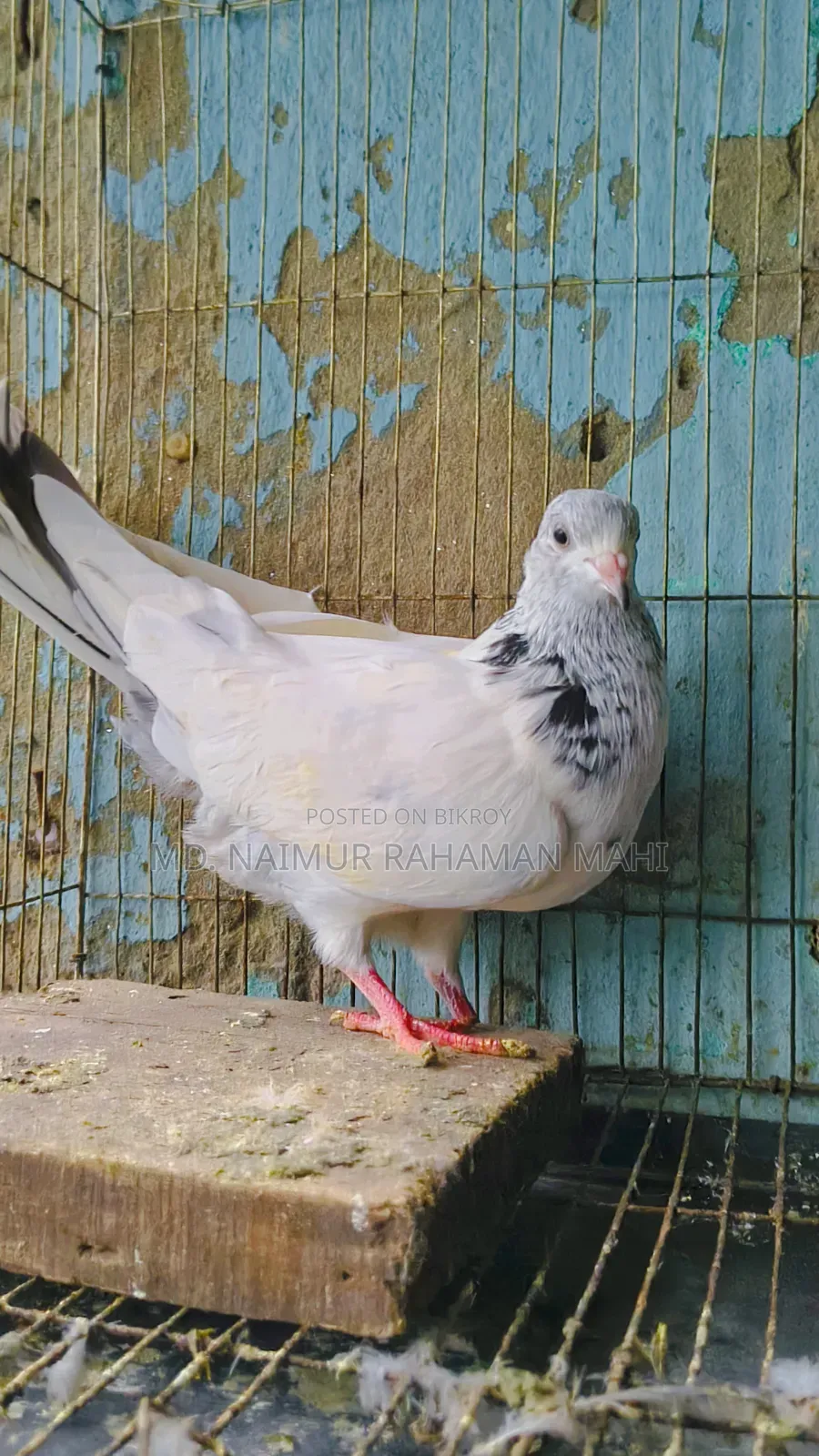 Golden Pigeon