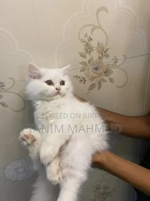 1-3 Months Female Purebred Persian