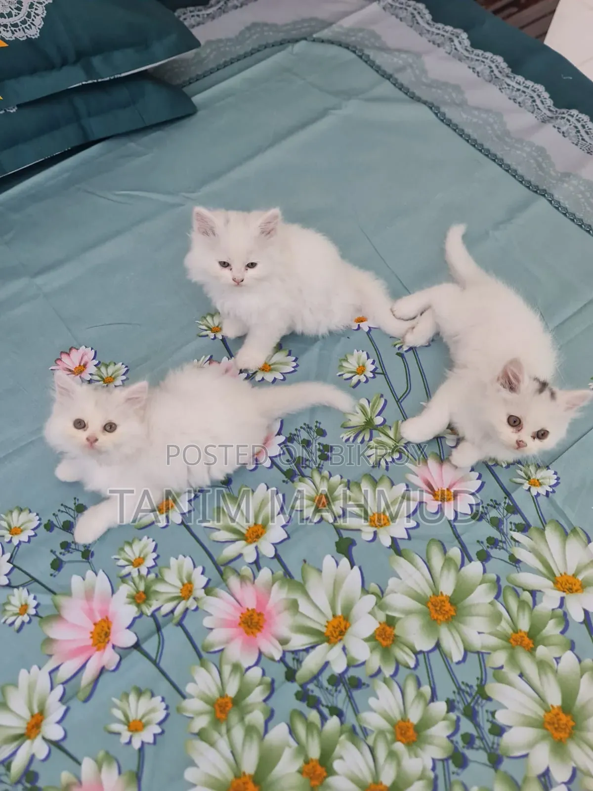 1-3 Months Female Purebred Persian
