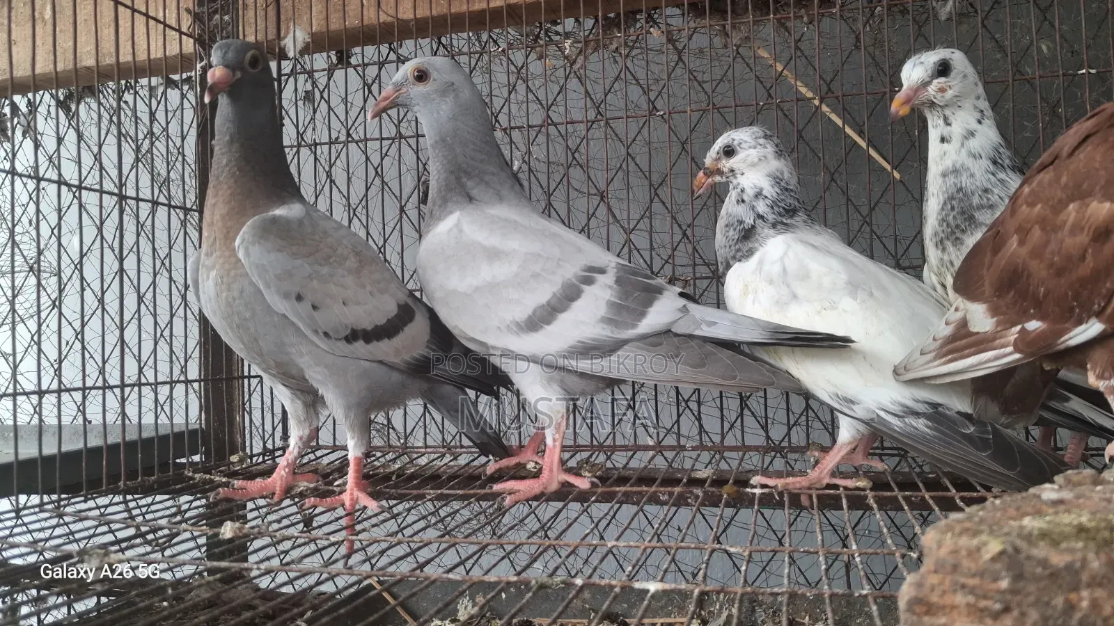 Racer pigeon squab