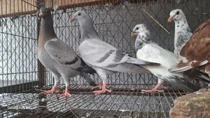 Racer pigeon squab