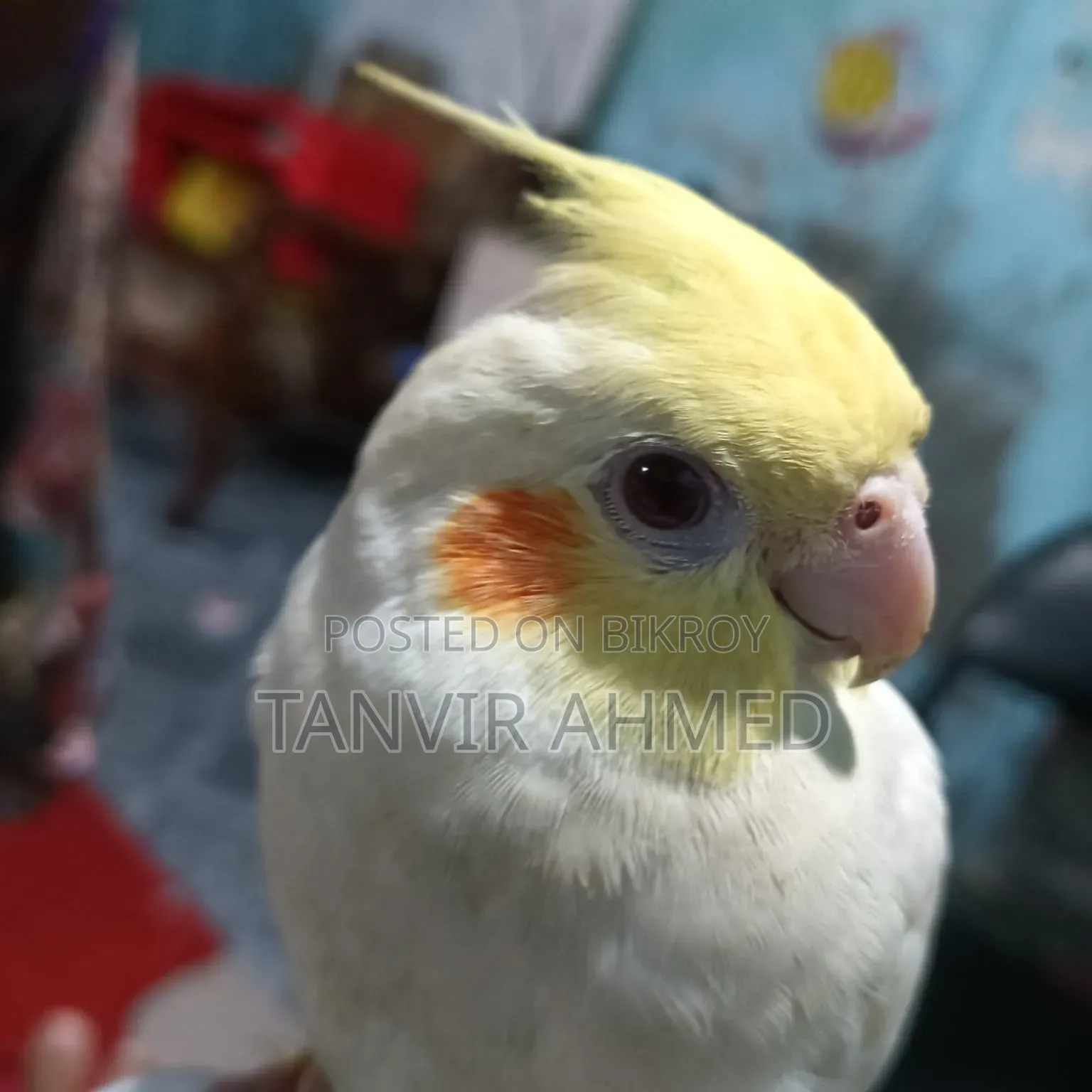৩ টি কোকাটাইল পাখি বিক্রি করা হবে
