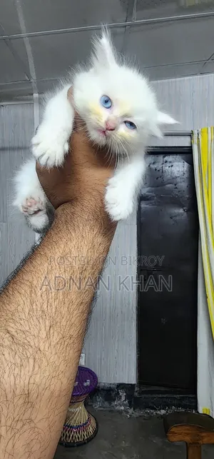 1-3 Months Male Purebred Persian