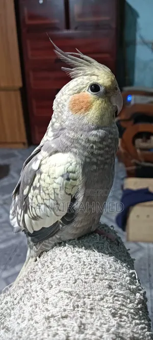 ৩ টি কোকাটাইল পাখি বিক্রি করা হবে