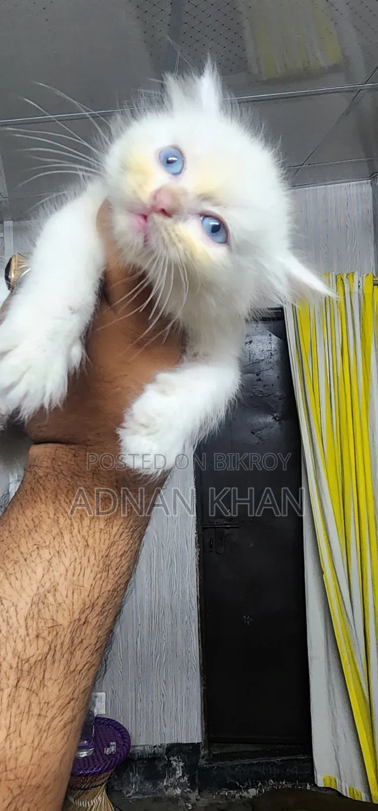 1-3 Months Male Purebred Persian