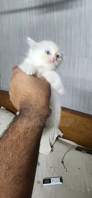 1-3 Months Male Purebred Persian