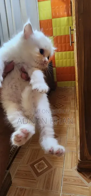 1-3 Months Male Purebred Persian