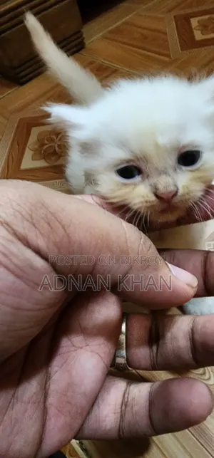 1-3 Months Male Purebred Persian