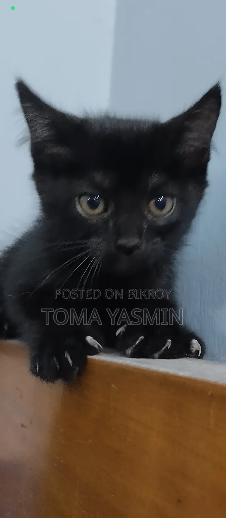 0-1 Month Male Mixed Breed Persian
