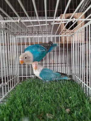 Love Bird Opaline