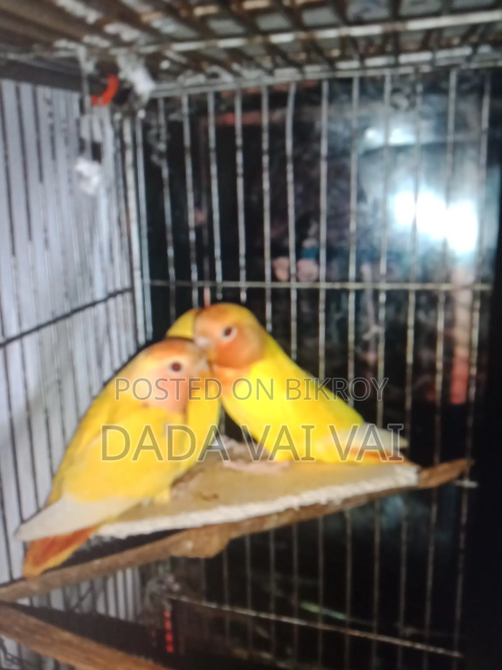 Love Bird Red Head
