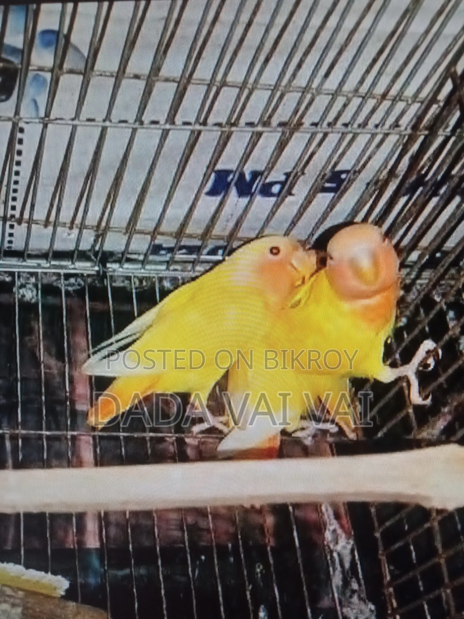 Love Bird Red Head