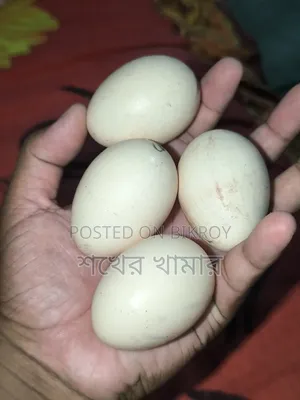 Colombian Light Brahma Chicken Hatching Eggs