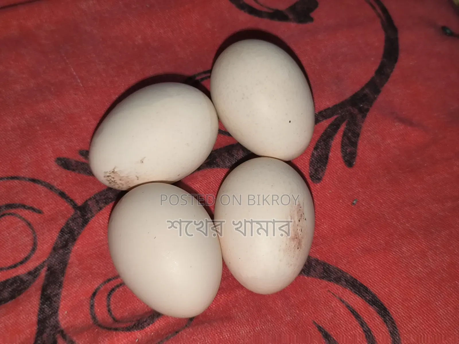 Colombian Light Brahma Chicken Hatching Eggs
