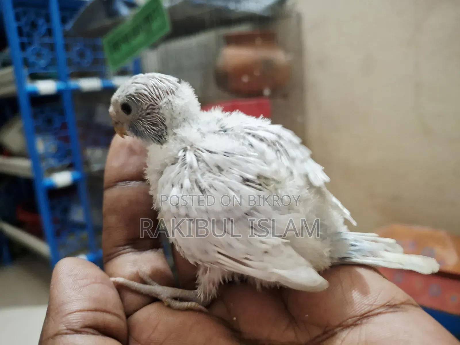 টেমসাইজ বাজরিগার