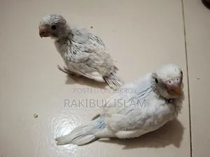টেমসাইজ বাজরিগার