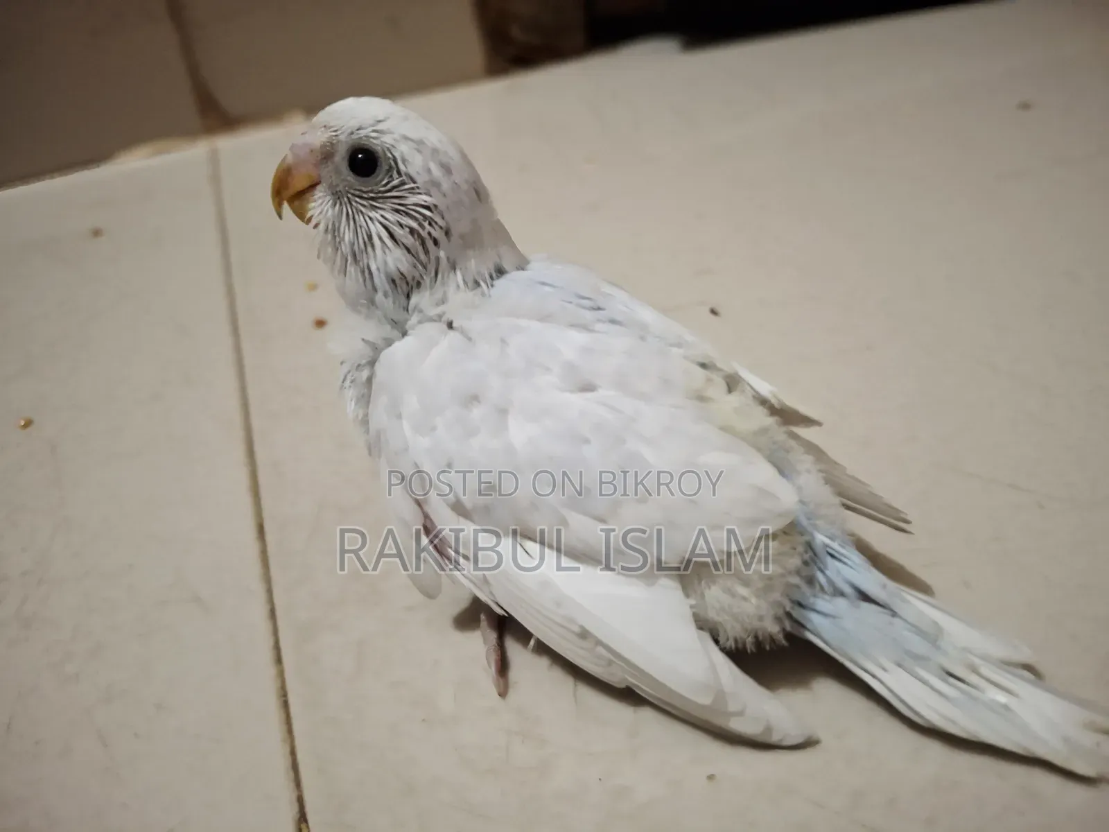 টেমসাইজ বাজরিগার