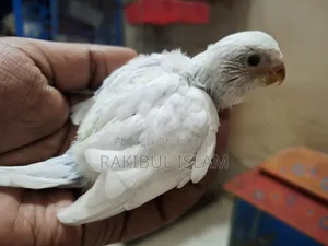 টেমসাইজ বাজরিগার