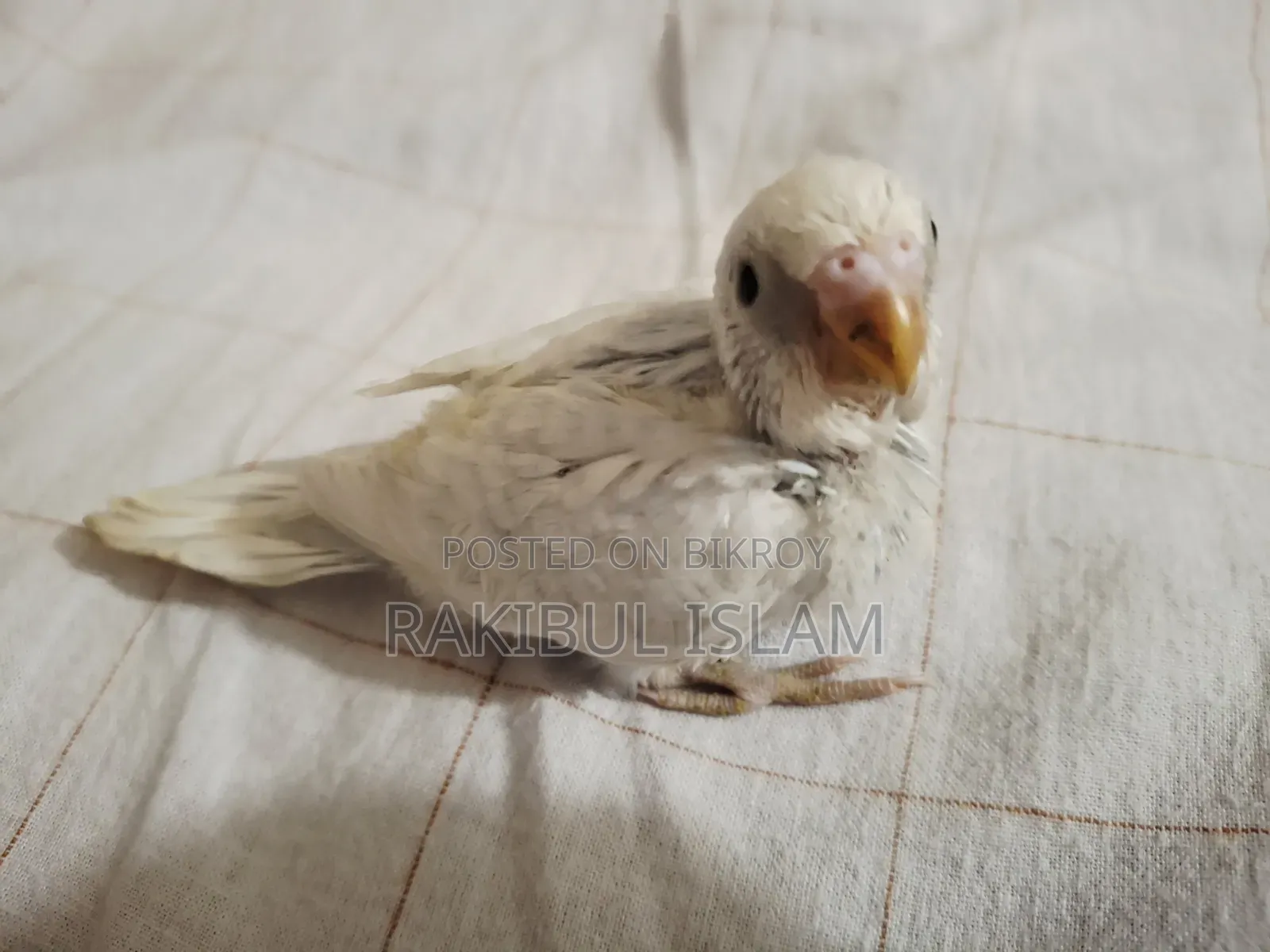 টেমসাইজ বাজরিগার