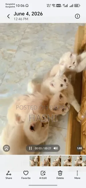 1-3 Months Female Purebred Persian