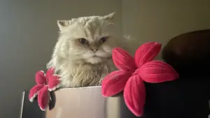 1+ Year Male Purebred Persian