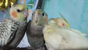 ৩ টি কোকাটাইল পাখি বিক্রি করা হবে