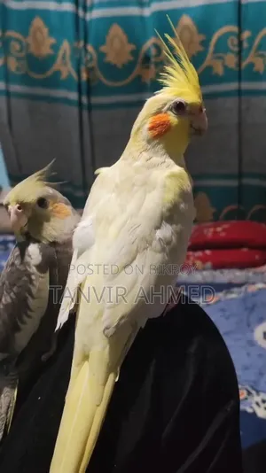 ৩ টি কোকাটাইল পাখি বিক্রি করা হবে