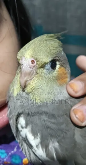 ৩ টি কোকাটাইল পাখি বিক্রি করা হবে