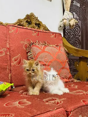 ১-৩ মাস বয়সী স্ত্রী পিওরব্রেড পার্সিয়ান