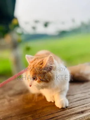 ৩-৬ মাস বয়সী ফিমেল মিক্সড ব্রিড পার্সিয়ান