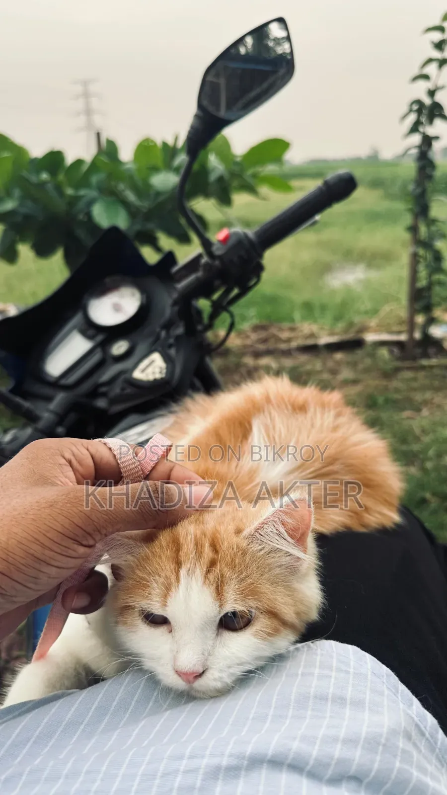 ৩-৬ মাস বয়সী ফিমেল মিক্সড ব্রিড পার্সিয়ান