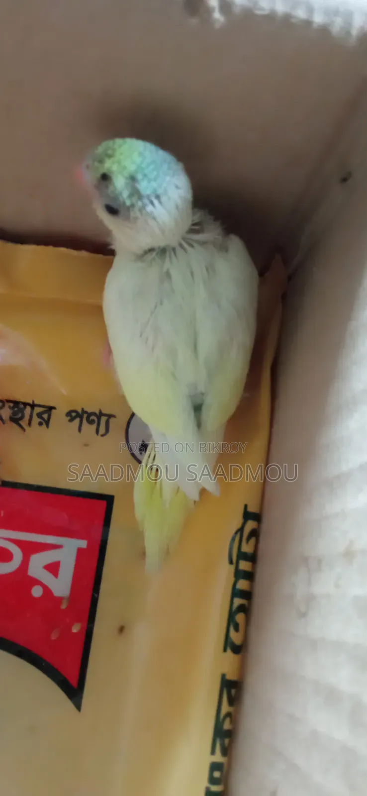 Budgerigar Baby