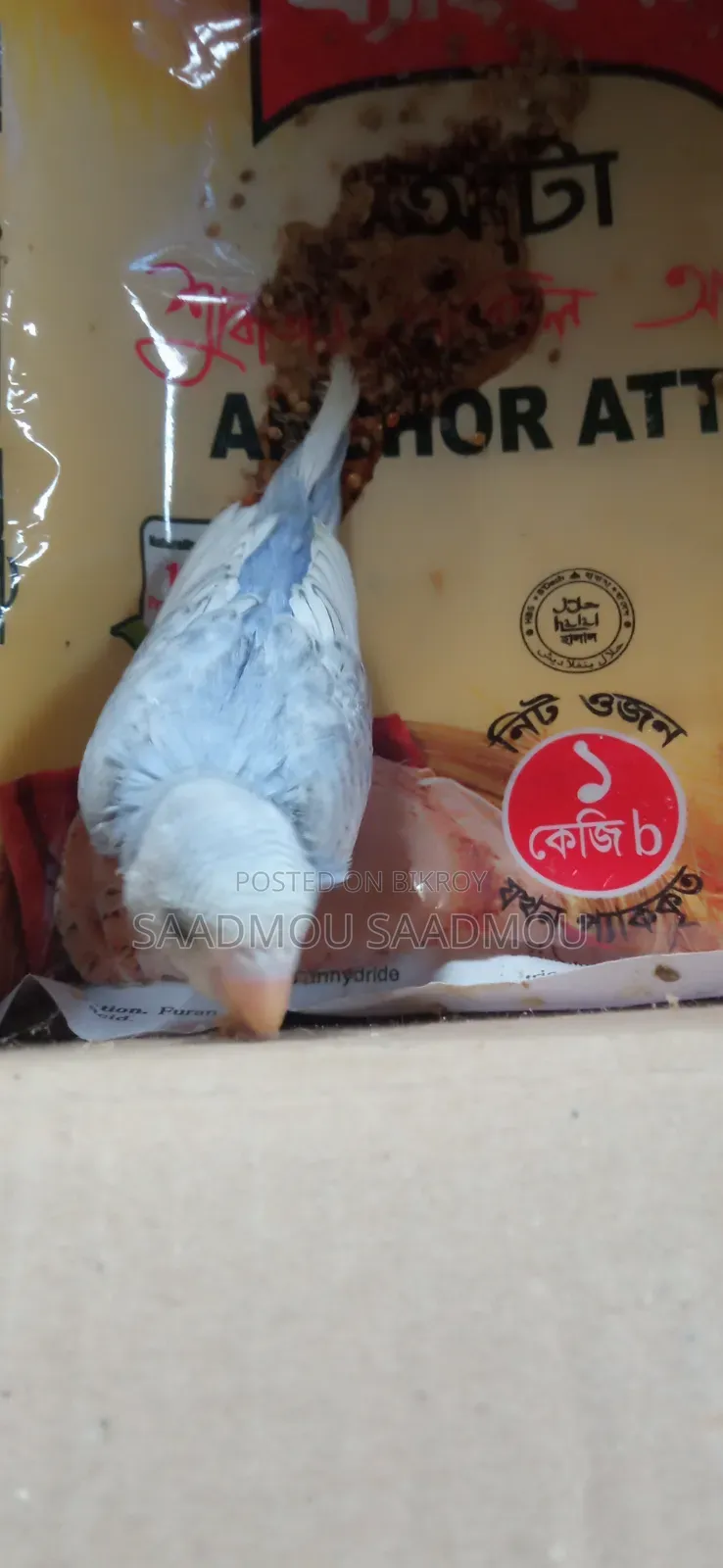 Budgerigar Baby