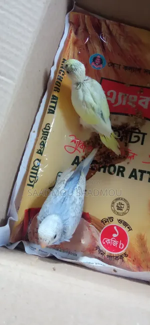 Budgerigar Baby