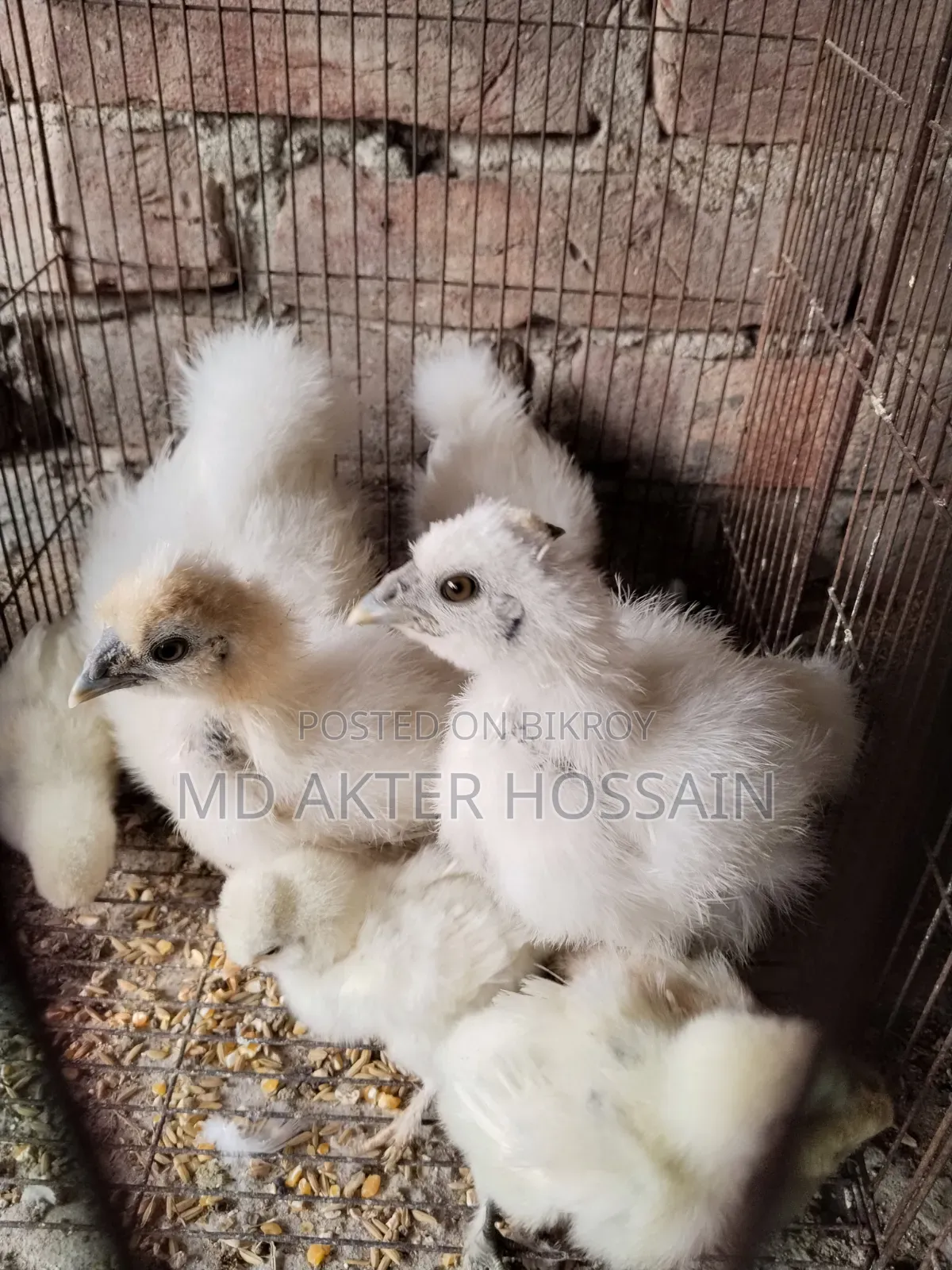 Silkie Chicken Chicks for Sale