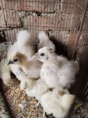 Silkie Chicken Chicks for Sale