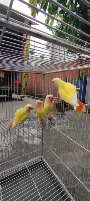 Love Bird Red Headed Lutino