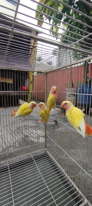 Love Bird Red Headed Lutino