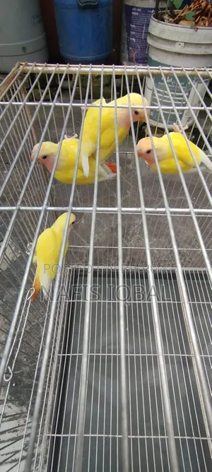Love Bird Red Headed Lutino