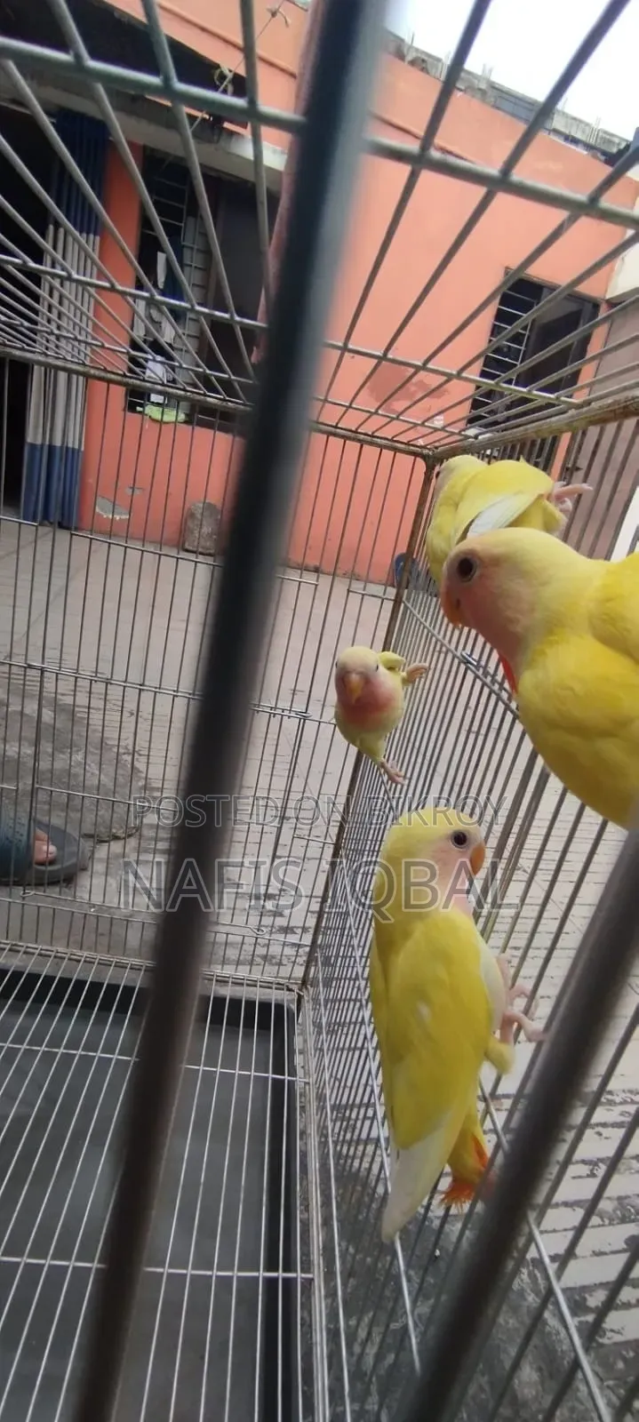 Love Bird Red Headed Lutino