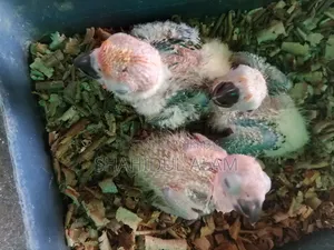 সান কনুর বেবি