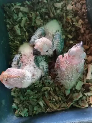 সান কনুর বেবি