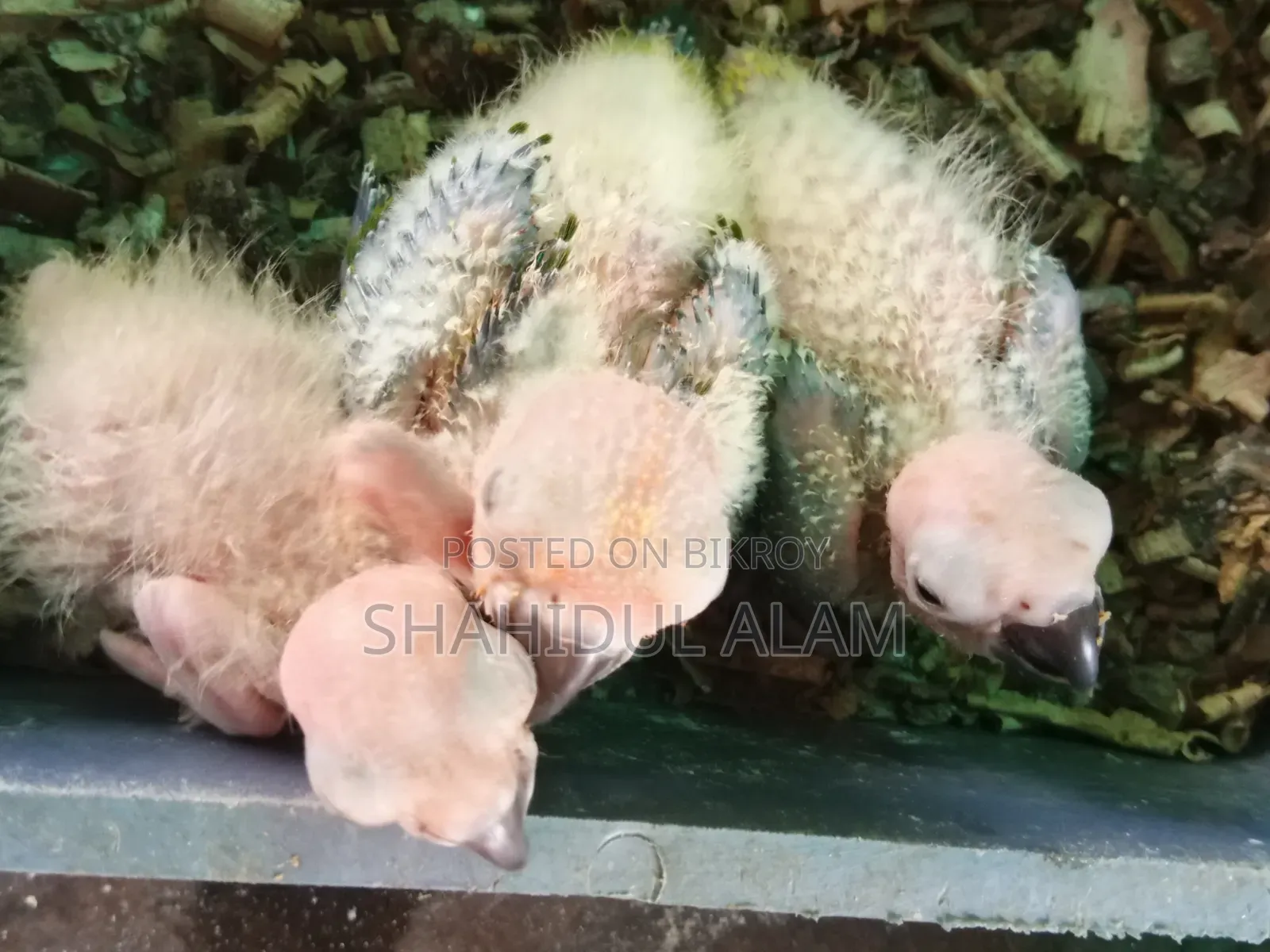 সান কনুর বেবি