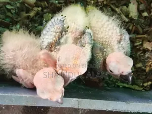 সান কনুর বেবি