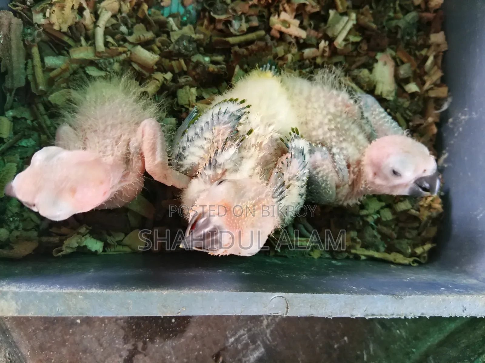 সান কনুর বেবি